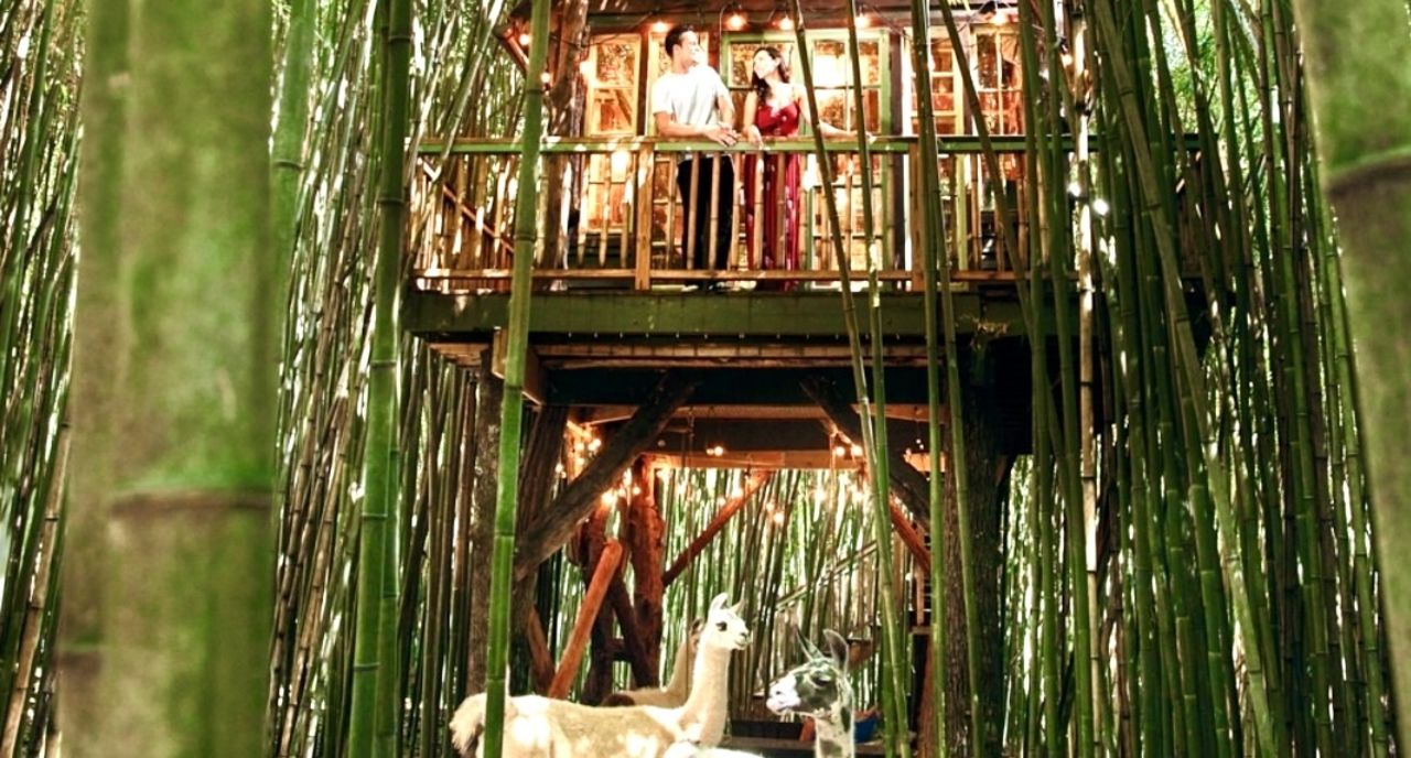 Couple in Treehouse with Alpacas around